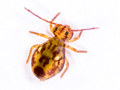 Dicyrtomina saundersi